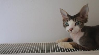Bir kediye yaklaş Devon Rex