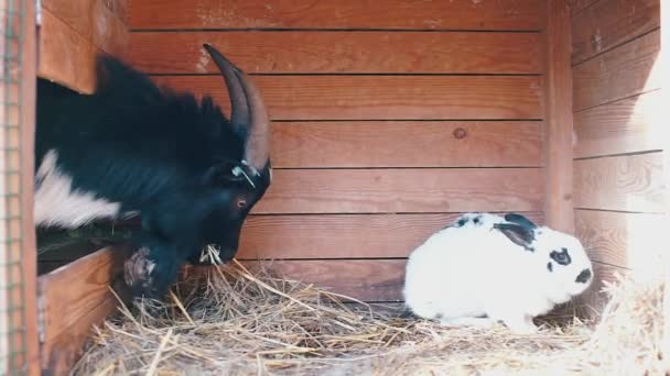La cabeza de una cabra come heno en una jaula en un conejo enfermo . — Vídeos de Stock