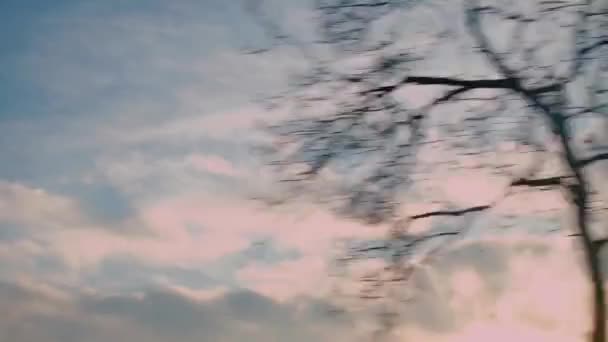 A kilátás a kocsi ablakából a mozgó fákra. — Stock videók