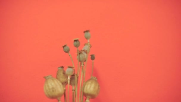 Nahaufnahme eines Straußes getrockneter Mohnblumen auf rotem Hintergrund. — Stockvideo