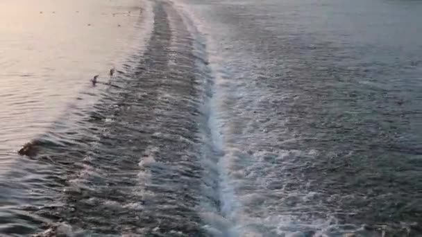 Las aves se bañan y se sumergen en el agua en el umbral del río . — Vídeos de Stock