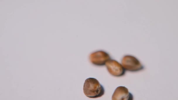 Een close-up van marijuana zaden ligt op een witte tafel naast cannabis. — Stockvideo