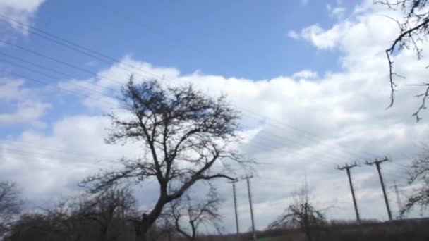 Ramo de árvore contra o céu — Vídeo de Stock