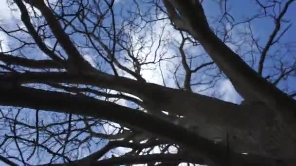 Movimiento circular de un árbol contra el cielo — Vídeos de Stock