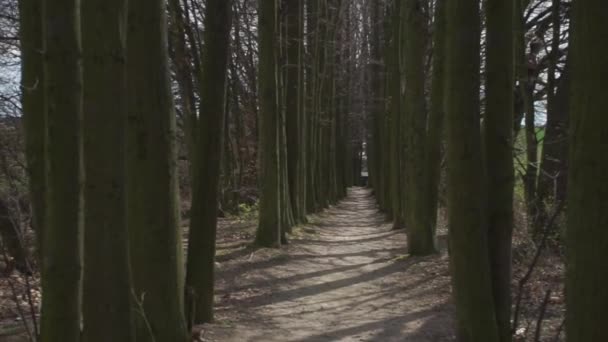 Движение между деревьями — стоковое видео