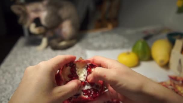 Pulire il frutto del melograno e lavare il gatto — Video Stock