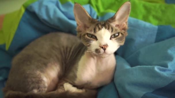 The cat is washing itself — Stock Footage The cat is washing itself Stock Video
