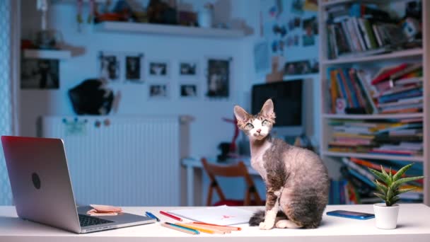 De kat zit op het bureau, goed naar de camera te kijken. — Stockvideo