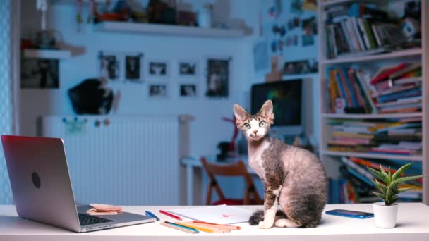 The end of the working day, the worker left, the cat stayed — Stock Footage The end of the working day, the worker left, the cat stayed Stock Video
