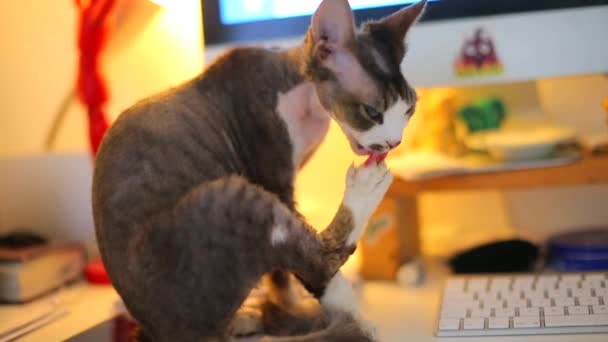Kedi, bilgisayar klavyesinin yanındaki masada otururken yıkanıyor.. — Stok video