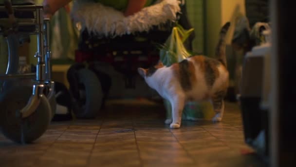 Engelli kadın tekerlekli sandalyeden başka bir sandalyeye geçmek için hazırlanıyor.. — Stok video