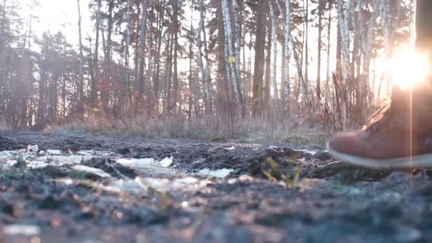 Een close-up van de benen van een bange dierenreiziger in het bos. — Stockvideo