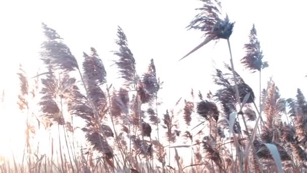 Close-up van herfstplanten tegen de achtergrond van de gele zon. — Stockvideo