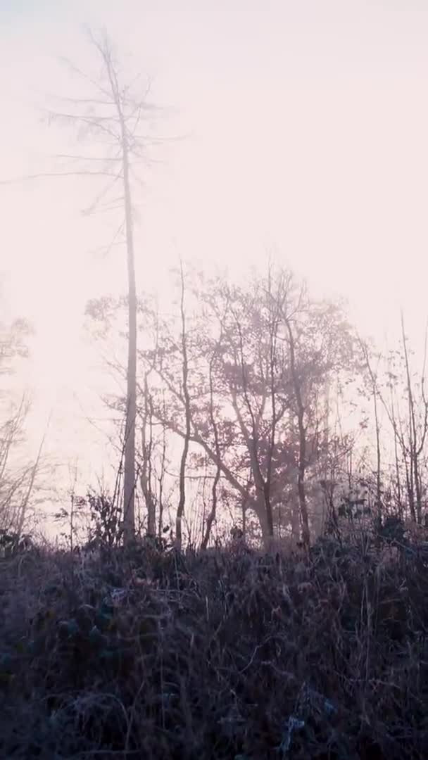 Autumn forest landscape in fog and frost — Stock Video