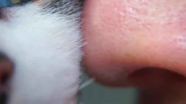 Close up of mans nose and cat tongue . — стоковое видео