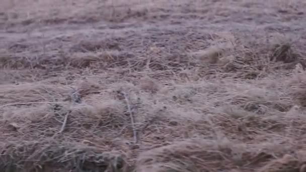 Pohled na silnici a zaschlou trávu z koňmi taženého vozíku ve vesnici. — Stock video