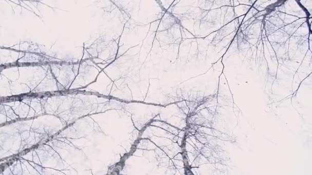 Kilátás az aljáról a téli fák tetejére. — Stock videók