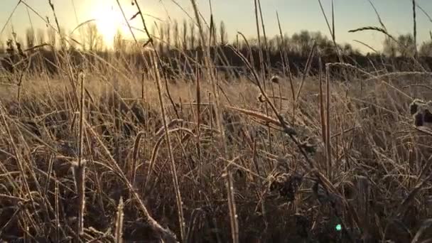 Zbliżenie jesiennej trawy w pierwszych mrozach. — Wideo stockowe