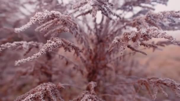 Droge herfstplant in de eerste vorst in een stadspark. — Stockvideo