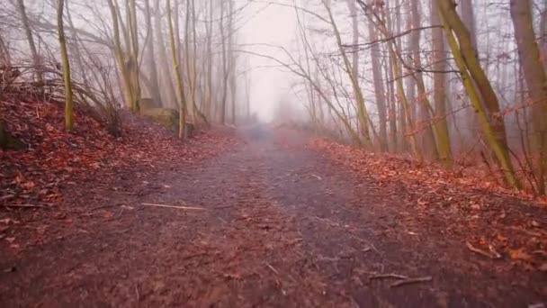 Weg in de herfst mistige bos. — Stockvideo