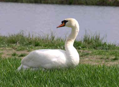 Bana yakın bir alanda Kuğu