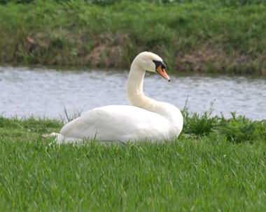 Bana yakın bir alanda Kuğu