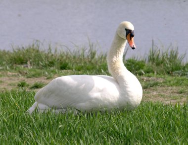 Bana yakın bir alanda Kuğu