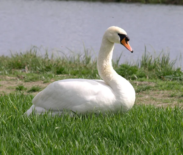 Zwaan op een gebied dicht bij mij — Stockfoto