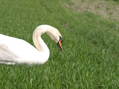 Bana yakın bir alanda Kuğu