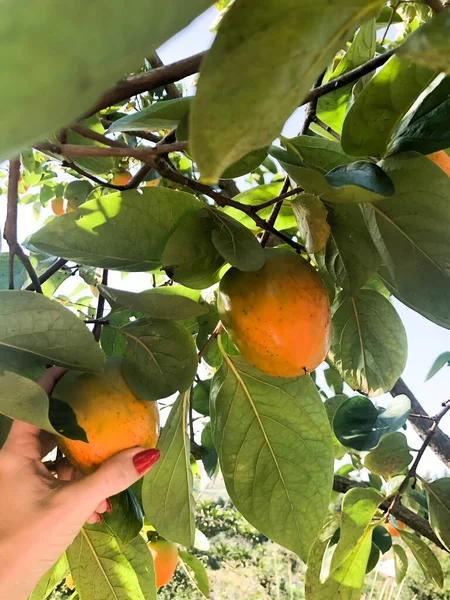 Ripe persimmons on a tree. Fresh and sweet fruit. — Stock Photo, Image