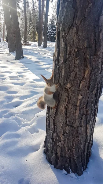 Un écureuil agile grimpant à un arbre. Vous cherchez de la nourriture pendant l'hiver froid . — Photo