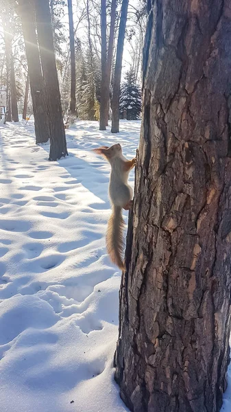 Una ardilla ágil trepando a un árbol. Buscando comida en el frío invierno . — Foto de Stock