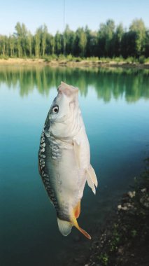 Ayna sazan balığı tatlı su gölünde oltaya takıldı. Balıkçılık.