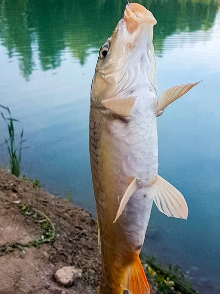 Carpa espejo atrapada por una caña de pescar en un lago de agua dulce. Pesca . —  Fotos de Stock