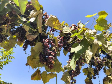 Üzüm bağı çiftliği. Olgun üzümler hasat ediliyor..