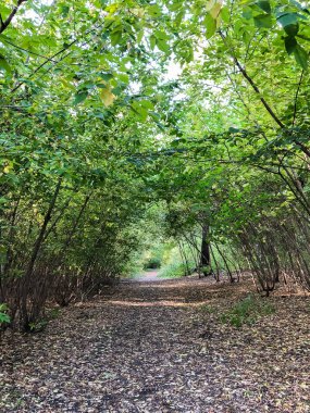 Parktaki yemyeşil ağaçlar güneş tarafından kutsanmıştır..