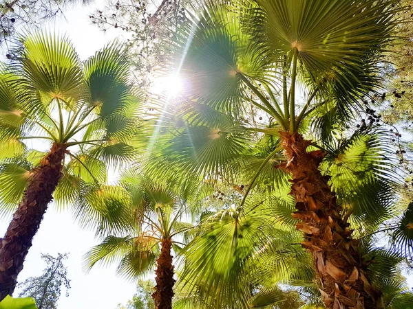 Palmen vor dem Hintergrund des sonnigen Himmels. — Stockfoto