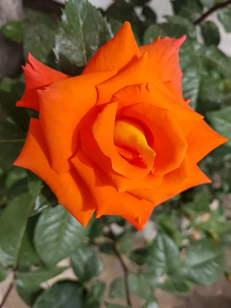 V zahradě kvetla oranžová růže. Detailní záběr. — Stock fotografie