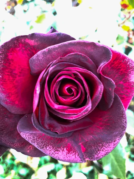 A blooming red rose bud in the garden. — Stock Photo, Image