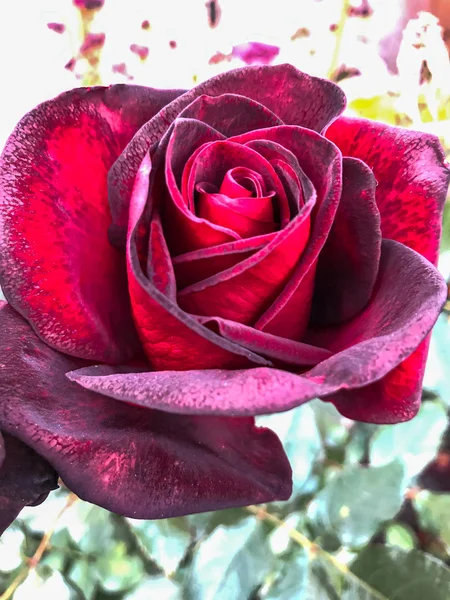 Um botão de rosa vermelho florescendo no jardim . — Fotografia de Stock