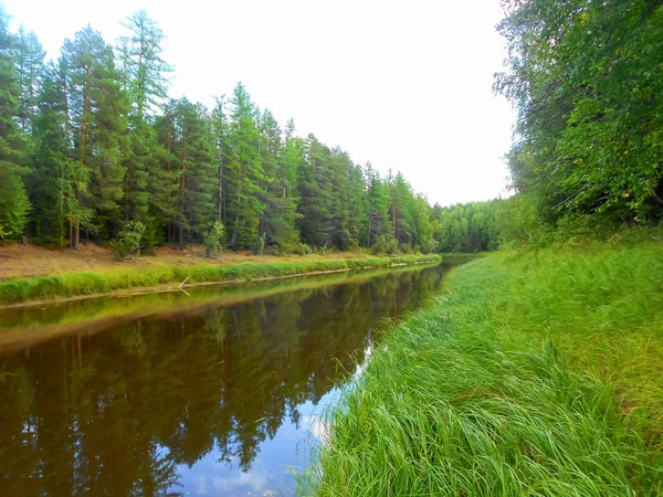 Profiter de la beauté naturelle dans le Grand Nord dans la taïga . — Photo