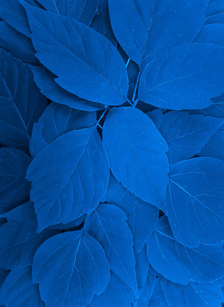 Blue leaves of a tree close up. Color of the year 2020.
