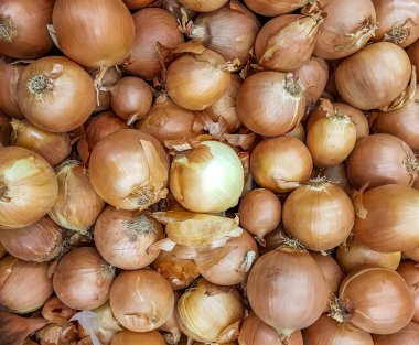 Altın kabuklu büyük bir soğan mahsulü..