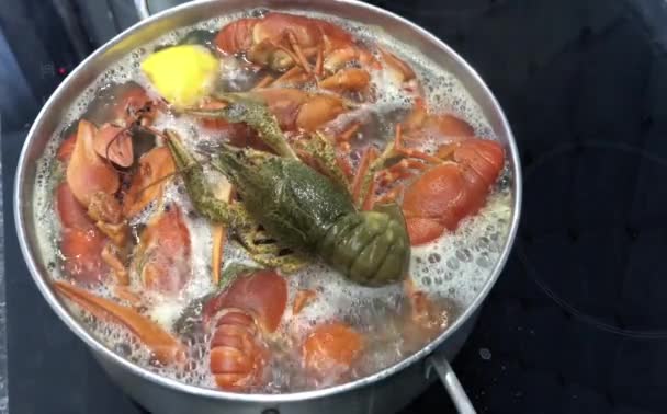Matlagning stora kräftor i kokande vatten med kryddor och örter. — Stockvideo
