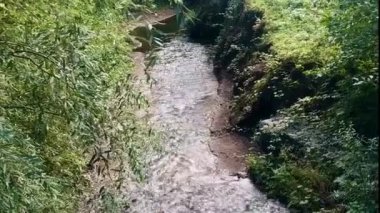 Ormanda serinletici küçük bir dağ deresi.