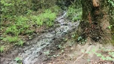 Ormanda serinletici küçük bir dağ deresi.