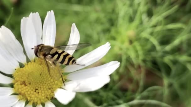 A mézelő méh nektárt gyűjt fehér százszorszépre a réten.. — Stock videók