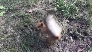 Ormanda yiyecek arayan cesur kırmızı sincap.