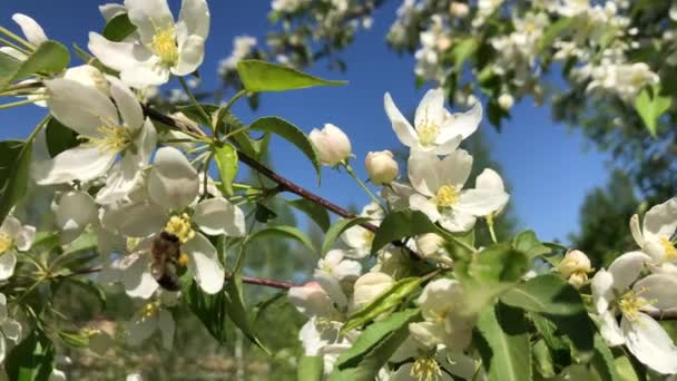 Honey bee collecting pollen on a blossoming apple tree. — Stock Video