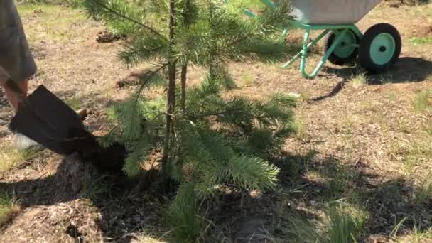 Planter des conifères dans le jardin. Un jardinier creuse un semis de pin. 4k au ralenti 